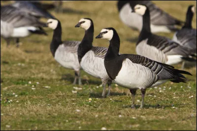 Cet oiseau de la famille des Anatidés a une cousine américaine qui a été introduite en Europe. Qu'est-ce ?