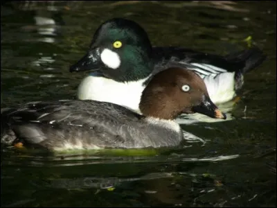 Ce canard hiverne sur les plans d'eau intérieurs, mais aussi souvent en mer en plus grands effectifs. Il s'agit...