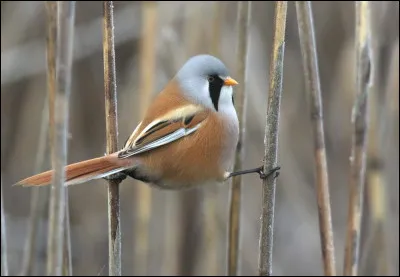 Nicheur dans les roselières, cet oiseau était autrefois classé parmi les mésanges. De quelle espèce s'agit-il ?