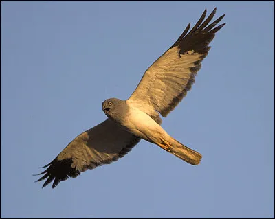 Ce rapace niche dans les friches et les terres agricoles. Dans la zone étudiée, 3 espèces proches peuvent être observées. Cette espèce est...