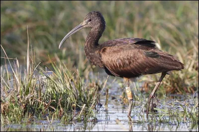 Nicheur dans les pays du pourtour méditerranéen, cette espèce a récemment colonisé les Pays-Bas. C'est...