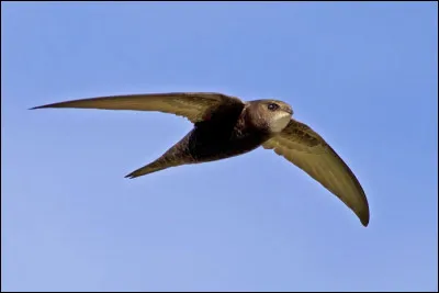 Cet oiseau est commun dans les villes de toute l'Europe, et également aux Pays-Bas. C'est...