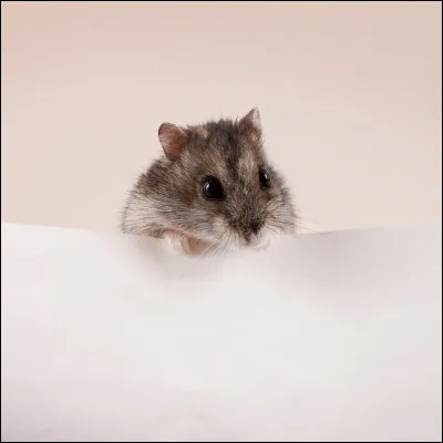 Quel est ton rongeur préféré ?