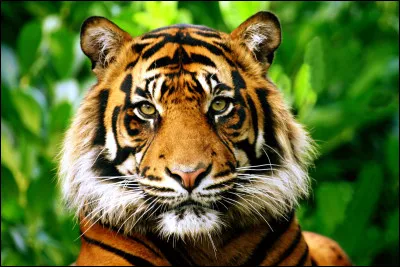 Ton animal terrestre préféré est...