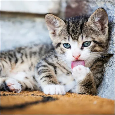 As-tu des chats chez toi ?