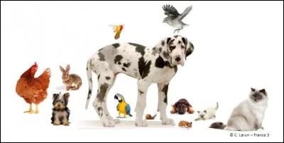 As-tu des animaux chez toi ?