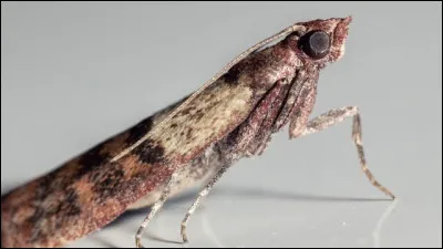 Perce dans les affaires !