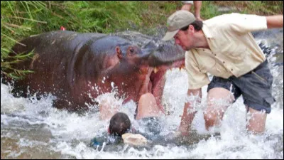 L'hippopotame est le mammifère qui tue le plus d'hommes en Afrique, le nombre d'accidents mortels liés à ses attaques est de...