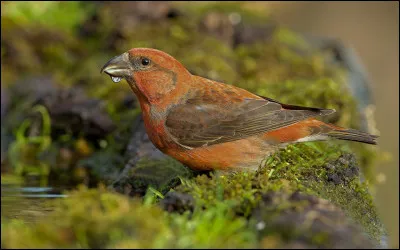 Cette espèce, bien que proche d'autres plus largement répandues, est totalement endémique de l'Écosse. Il s'agit...