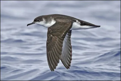 Le nom de cet oiseau marin atteste sa large répartition dans l'archipel. C'est...