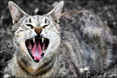 La légende raconte que Thor, dieu nordique du/de la _______, fut incapable de soulever le _________ tant il était lourd.