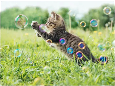 En Chine, la domestication du chat daterait du Ve siècle. Ce chasseur de rongeur était alors associé au dieu ________.