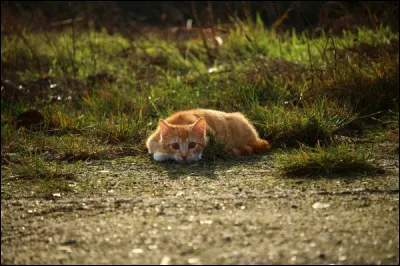 La truffe du chat abriterait un organe olfactif environ ________ fois supérieur à celui de l'homme.