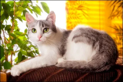 Dans quel pays les habitants traitent-ils leurs chats comme leurs enfants ?