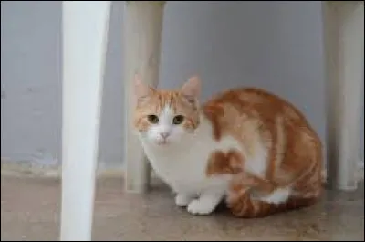 "Chat gourmand rend la cuisinière avisée." Ce proverbe signifie :