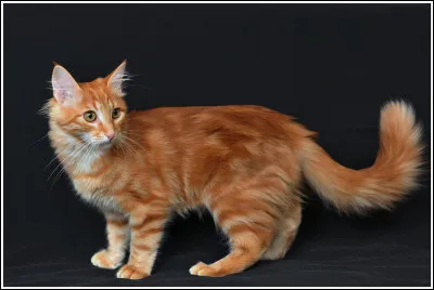 Selon les statistiques les plus récentes, la France compte 63 millions d'animaux domestiques, dont plus de ___ millions de chats.