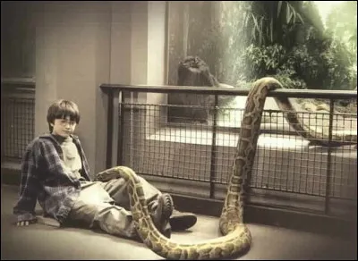 D'où vient le serpent du zoo avec lequel Harry discute dans le premier opus ?