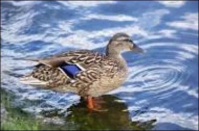 « Un pigeon, c'est plus con qu'un dauphin... mais ça vole. »
 Dans quel film est-ce ?