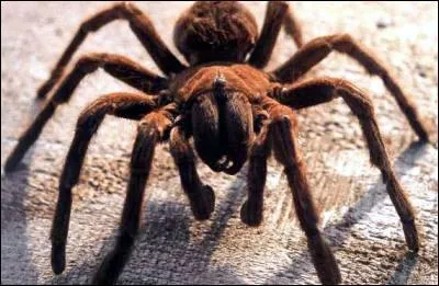 L'araigne est un insecte