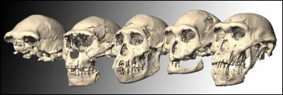 En 2019, on a découvert une cinquième espèce humaine. Comment s'appelle-t-elle ?