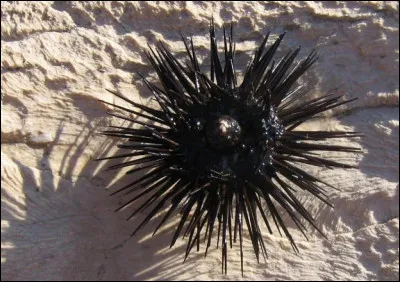 Quel est cet animal ?