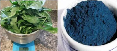 De quelle couleur était la plante pastel appelée également guède ?