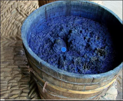 L'indigo, colorant plus fort que l'ancien pastel, a été ramené en Europe...