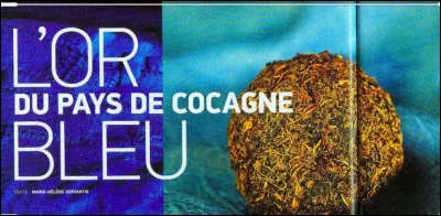 Quelle ville française s'est enrichie au XVIéme siècle grâce à la culture du pastel, un véritable or bleu !