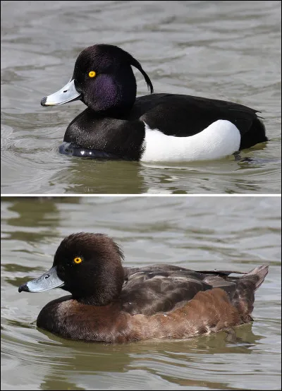 Sur cette photo vous avez le mâle et la femelle, il s'agit d'un canard, le fuligule ...