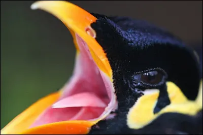 Capable d'imiter la voix humaine !