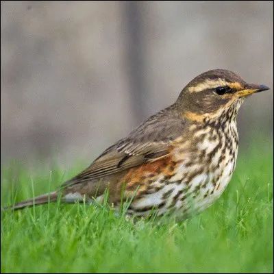 C'est la plus petite des grives !