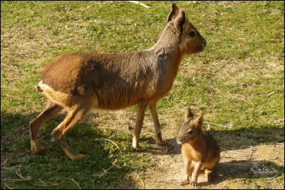 Rongeur d'Amérique du Sud !