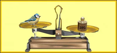 Une mésange bleue adulte est plus légère qu'un poids de 20 grammes. Êtes-vous d'accord avec la balance ?