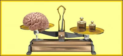 Le cerveau d'un homme adulte pèse moins de 600 grammes. Êtes-vous d'accord avec la balance ?