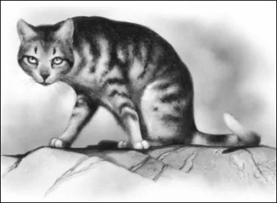 Tu préfères être :