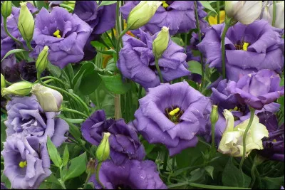 Les fleurs que nous apercevons ici sont des Lisianthus.