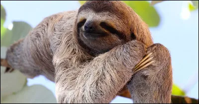 Dans un dictionnaire, le mot "paresseux" se situe entre le mot "paréo" et "parfum".