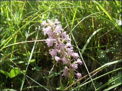 Comment appelle-t-on chacune des deux poignées d'une charrue à traction animale ?