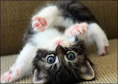 Quel est ton animal préféré ?