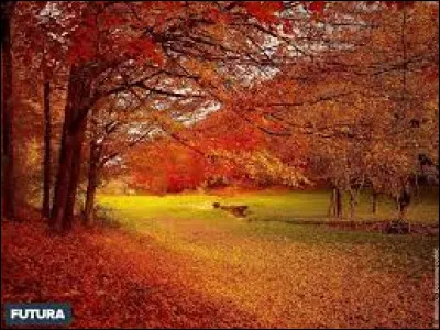 Ta meute meurt de faim et nous sommes en pleine saison des feuilles mortes. Que fais-tu ?