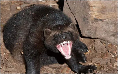 Sous quel autre nom est connu le ''carcajou'' ?