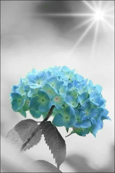 Sur quel sol poussent les hortensias roses ?