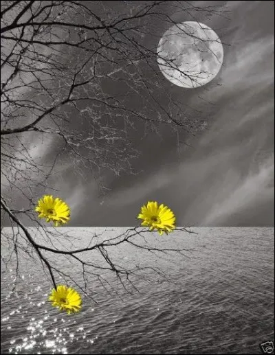 Qui a écrit "Terre des hommes" ?