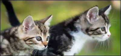 Le mot latin "felis" ou "feles", qui a donné "félin", désignait...