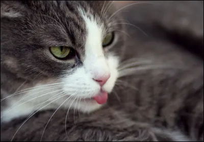 Comment est la langue des chats ?