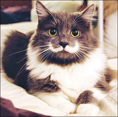 Le ronronnement peut signifier l'inconfort, la peur et la douleur.