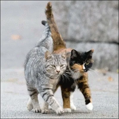 Dans l'Inde ancienne, le chat était un animal de cour, favori des nobles. Dans la spiritualité hindoue, il incarne ________.