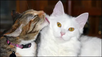 Partie 1 - La toilette du chat suit un rituel précis : ________, _______ et ________, avec une patte, puis l'autre.