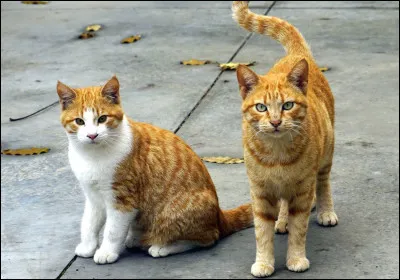 "On ne demande pas à son chat de garder son aquarium" signifie :