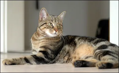 Le chat ne possède pas un grand palais. Que perçoit-il le mieux ?